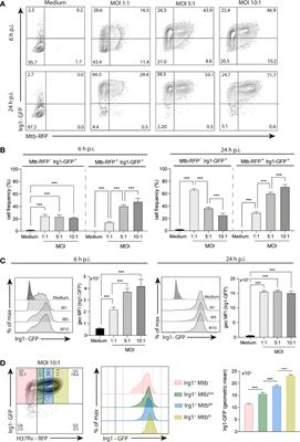 Mycobacterium tuberculosis Induces Irg1 in Murine Macrophages by a Pathway Involving Both TLR-2 and STING/IFNAR Signaling and Requiring Bacterial Phagocytosis